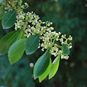 Khat
