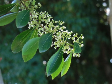 Spotting Image 1
