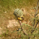 German wasp