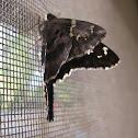 Long-tailed Skipper