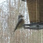 Tufted Titmouse