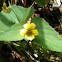 Downy Yellow Violet