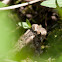 Eastern American Toad