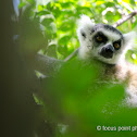 Ring-tailed lemur