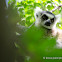 Ring-tailed lemur