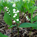 Lily of the valley