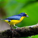 Thick-billed Euphonia