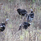 Wild Turkey's