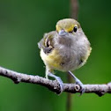 White-eyed Vireo