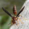 Wasp