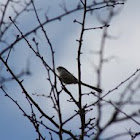 Long-tailed Tit