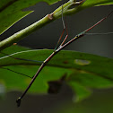 Walking Stick