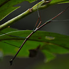 Walking Stick