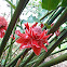 Torch Ginger