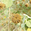 कंघी  Indian Abutilon