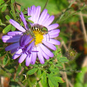 Sweat Bee