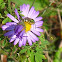 Sweat Bee