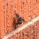 Horse Fly