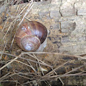 Escargot!