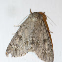 American dagger moth