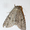 American dagger moth