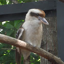 laughing kookaburra