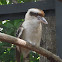 laughing kookaburra