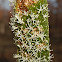 Xanthorrhoea sp.