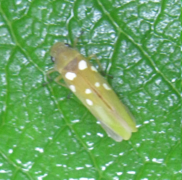 Spotting Image 1