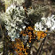 Lichen