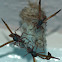 Paper wasp nest