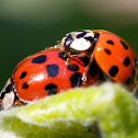 Asian lady beetle
