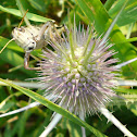 Grasshopper