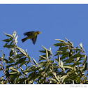 Scarlet Tanager (nonbreeding male)