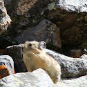 Pika