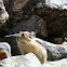Pika