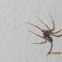Unknown Spider
