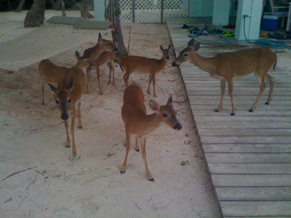 Spotting Image 1