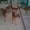 Key deer
