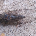 Cicada