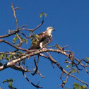 Brahminy Kite  (Haliastur indus)