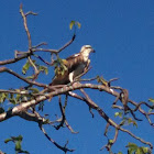 Brahminy Kite  (Haliastur indus)
