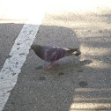 Pigeon