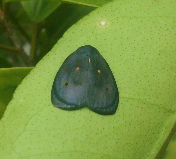 Spotting Image 1