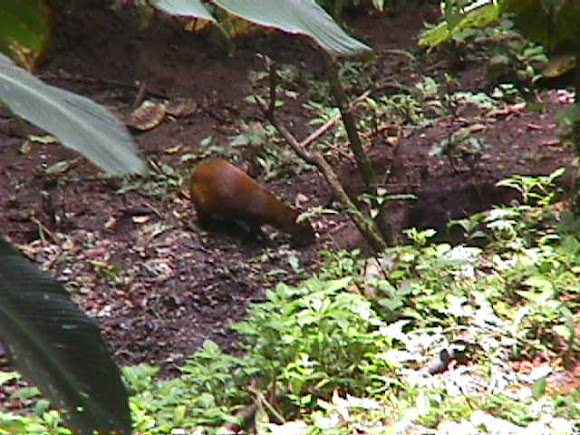 Spotting Image 1
