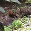 Central American Agouti