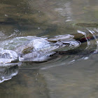 steelhead trout