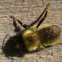 bee?