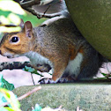 Grey Squirrel