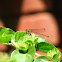 Yellow bush dart